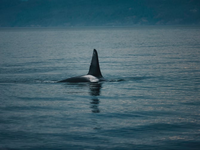 Whale breaching in the Salish Sea near Texada Island during a wildlife and adventure charter tour
