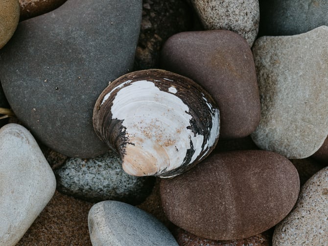 Clams and oysters harvested from the tidal shores of Texada Island at low tide